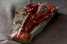 Homard canadien entier