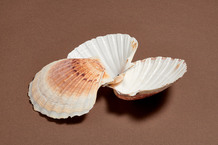 Coquille Saint-Jacques vide